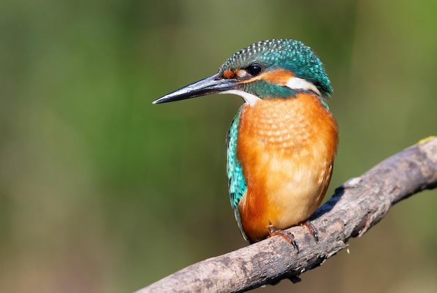 Martín pescador común Alcedo atthis Un pájaro se sienta en una rama contra un hermoso fondo desenfocado