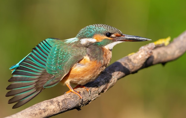 Martín pescador común Alcedo atthis Un pájaro se sienta en una rama y extiende sus alas