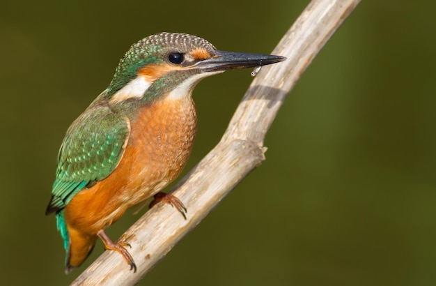 Martín pescador común Alcedo atthis Un pájaro sostiene un pez muy pequeño en su pico