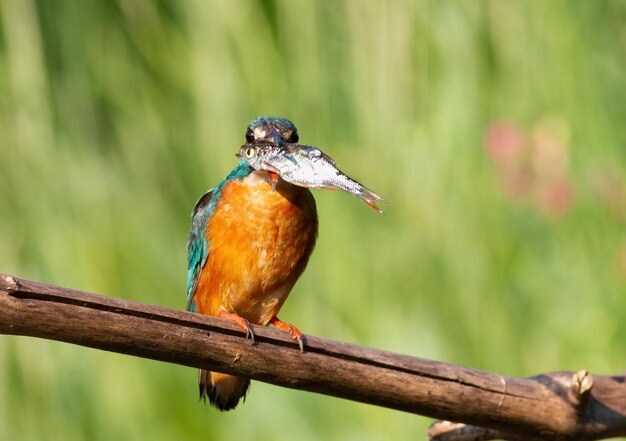 Martín pescador común Alcedo atthis Un pájaro con su presa se sienta en una rama