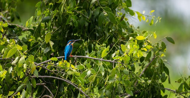 Martín pescador común Alcedo atthis posado arbusto de follaje verde