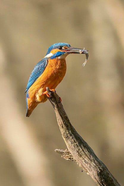 Martín pescador común (Alcedo atthis) en una rama con un pez en la boca.