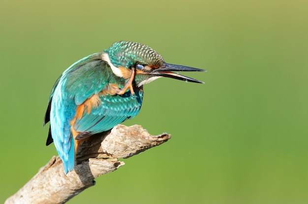 Martín pescador común (Alcedo atthis) sentado en un palo.