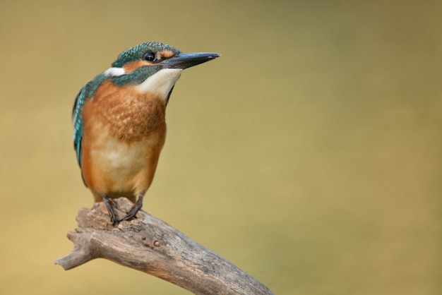 Martín pescador común Alcedo atthis sentado en un palo