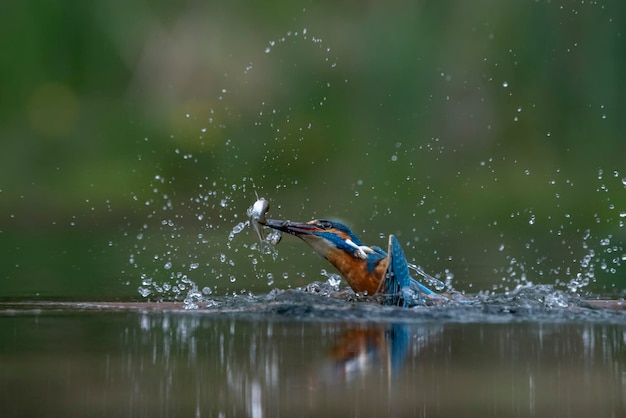 Martín pescador común europeo (Alcedo atthis) volando después de emerger del agua con peces capturados