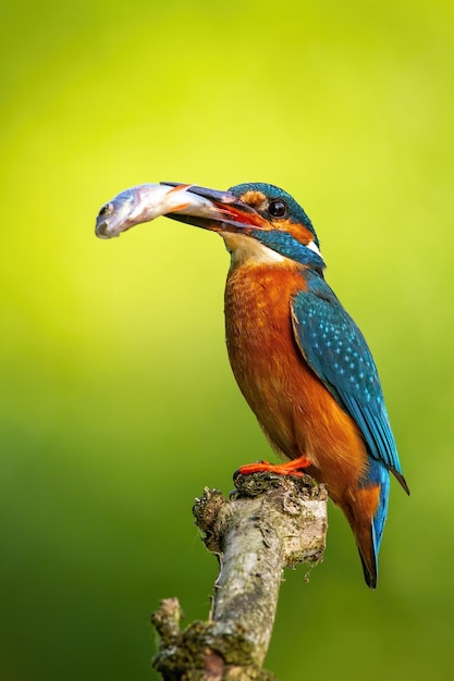 Martín pescador común macho sosteniendo peces grandes en un pico en la naturaleza de verano