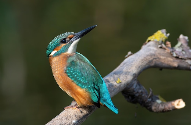 Martín pescador común un pájaro se sienta en una rama y mira hacia atrás