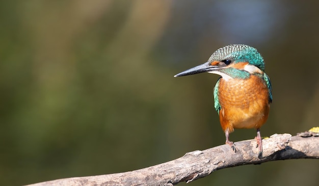 Martín pescador común un pájaro se sienta en una rama en la orilla del río mirando fijamente al agua