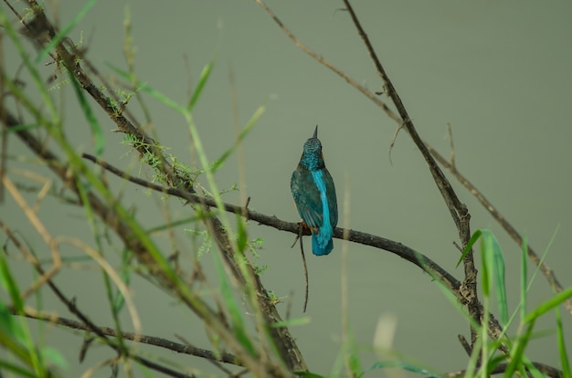 Martín pescador común posado en la rama (Alcedo atthis)