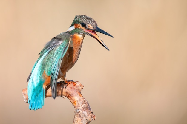 Martín pescador común sentado en un palo