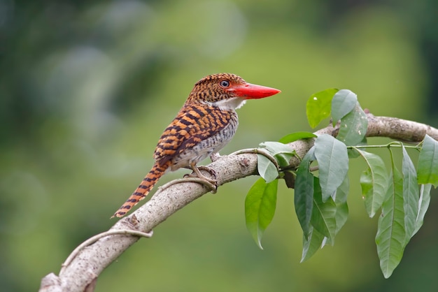 Martín pescador congregado Lacedo pulchella Hermosas aves femeninas de Tailandia