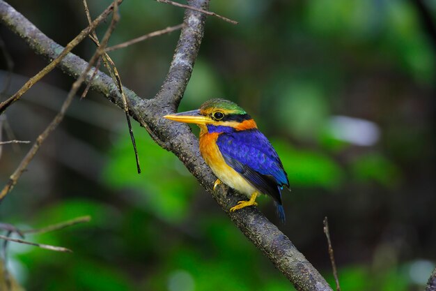 Martín pescador de cuello alto Actenoides concretus Aves macho hermosas de Tailandia