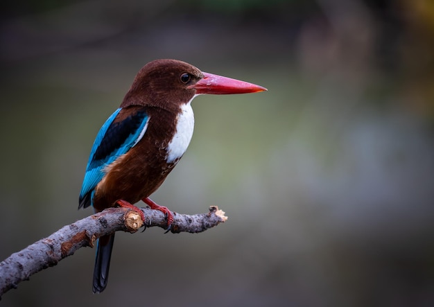 Martín pescador de garganta blanca en la rama del árbol primer plano de pájaro