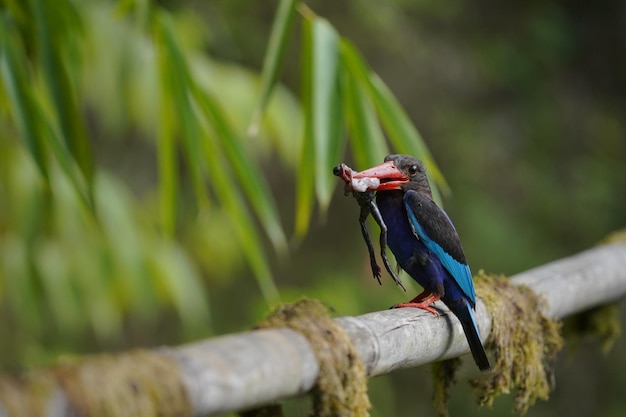 el martín pescador de java se está comiendo una rana