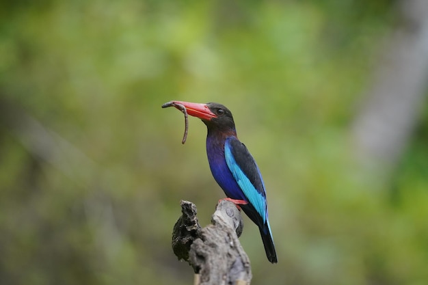 un martín pescador javan está comiendo y encaramado