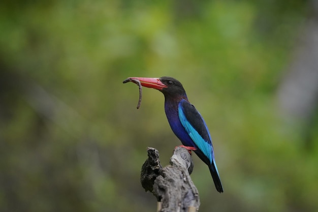 el martín pescador javan está comiendo y posado en una rama