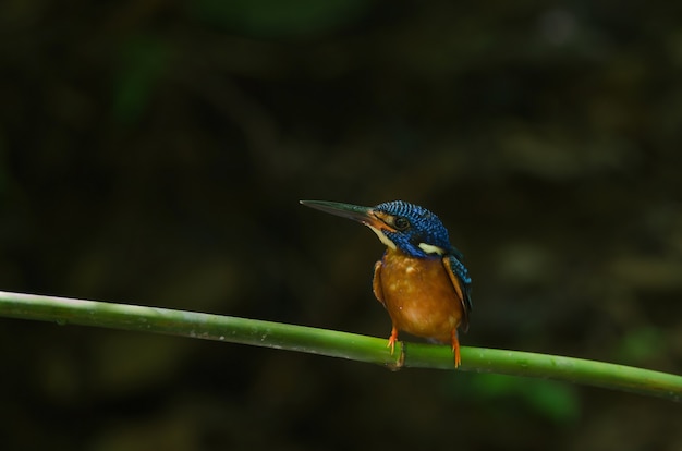 Martín pescador de orejas azules (alcedo meninting)