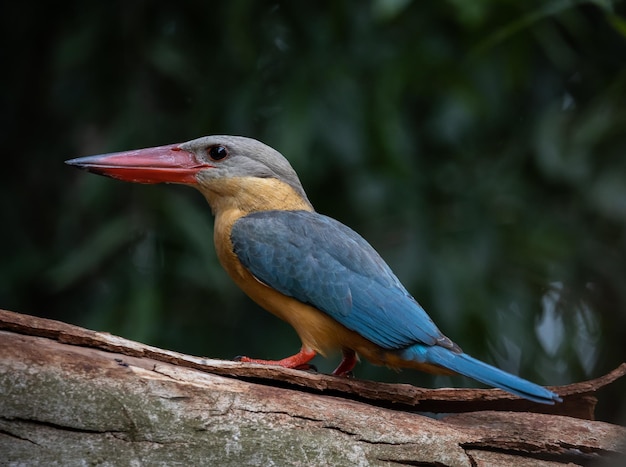 Martín pescador de pico de cigüeña en la rama del árbol