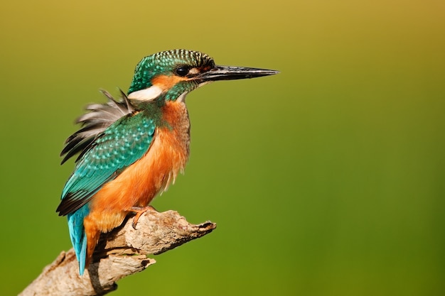 Martín pescador sentado en un palo en la naturaleza