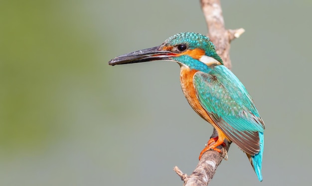 El martín pescador de Sommon Alcedo atthis El macho atrapa un pez y lo lleva al nido