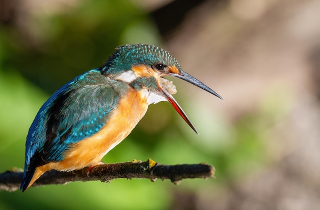 Martín pescador de Sommon Alcedo atthis El pájaro regurgita restos de pescado no digeridos