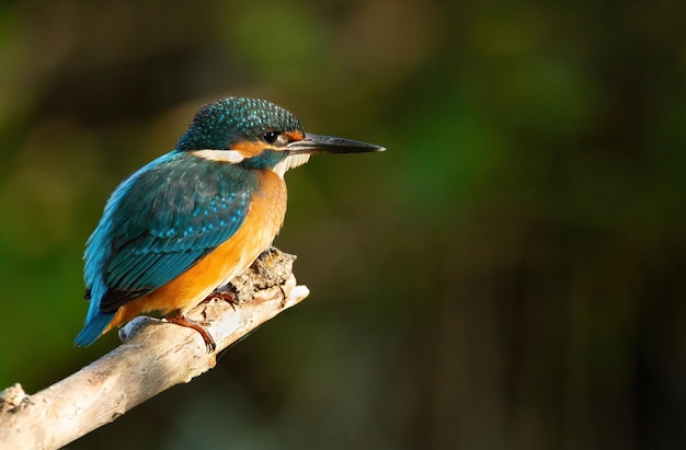 Martín pescador de Sommon Alcedo atthis El pájaro se sienta en una hermosa rama sobre el río esperando un pez