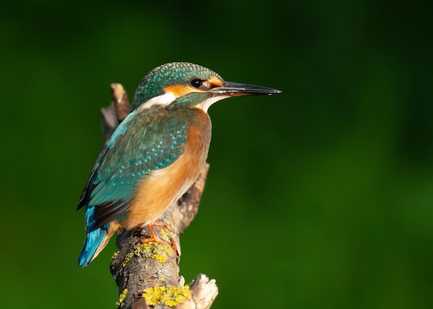 Martín pescador de Sommon Alcedo atthis El pájaro se sienta en una vieja rama seca sobre el hermoso fondo verde del río