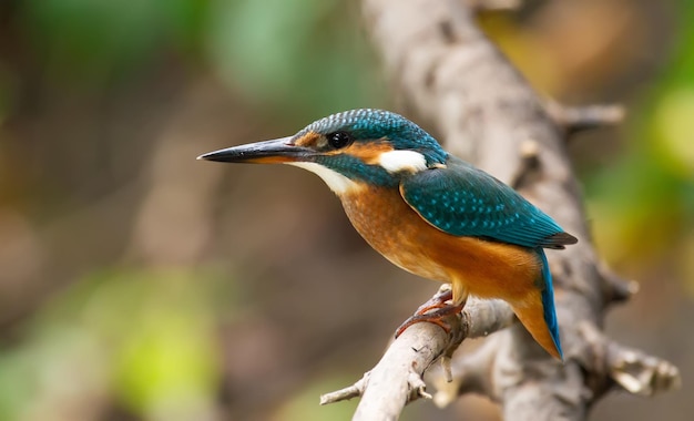 El martín pescador de Sommon Alcedo en este día soleado un pájaro joven sentado junto al río en una rama mirando hacia el agua esperando un pez