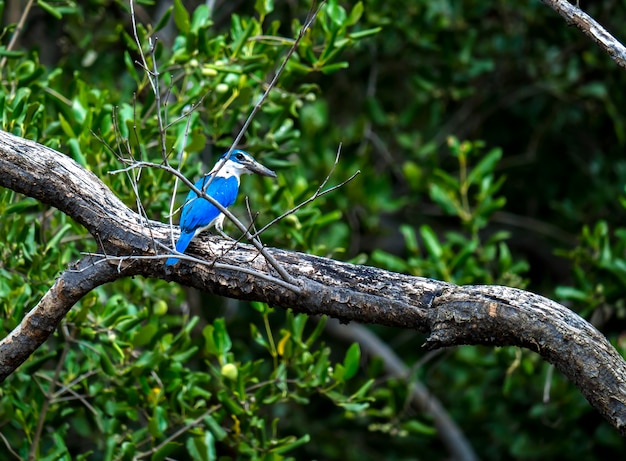 Martinho pescatore azul na árvore.