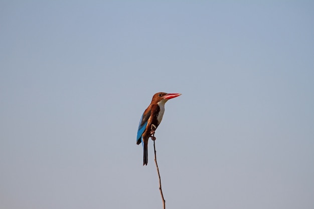 Martinho pescatore branco-throated bonito empoleirado em um galho