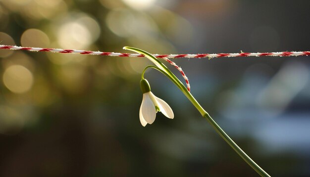 Foto un martisor minimalista con una sola flor de nevada delicada unida a una cuerda roja y blanca