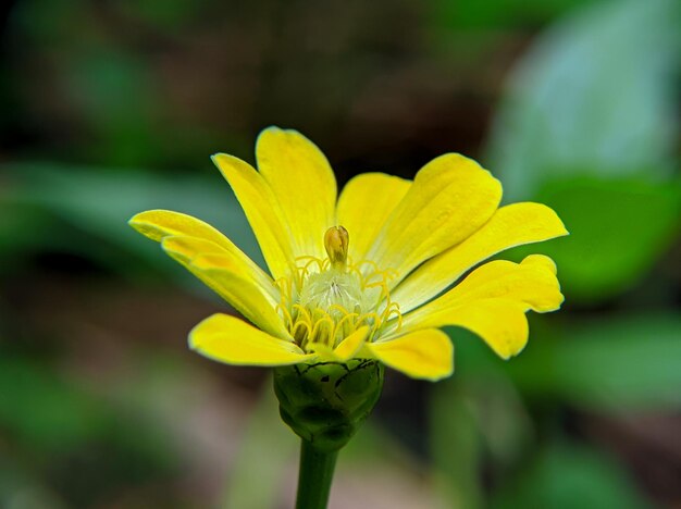 Maryland Golden Aster flor o Chrysopsis mariana