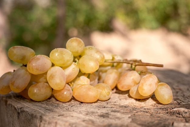 Más de 40 uvas crecen en Uzbekistán