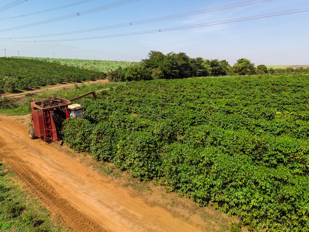 Maschine auf dem Feld, die Kaffee in der Plantage von Brasilien erntet.