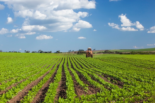 Maschine, die am Erdnussfeld unter einem blauen Himmel arbeitet. Landwirtschaft.