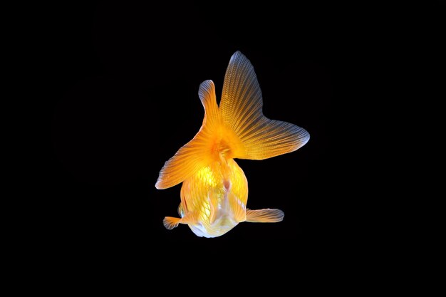 Foto mascota de acuario goldfish