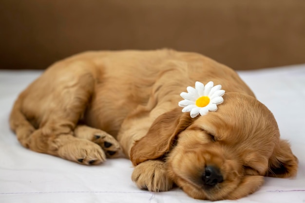 Mascota; Cachorro Cocker Spaniel Inglés durmiendo en interiores