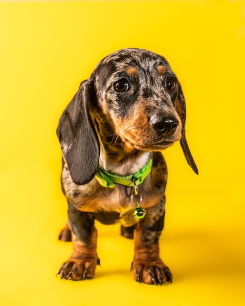 Mascota de cachorro Dachshund sobre fondo amarillo