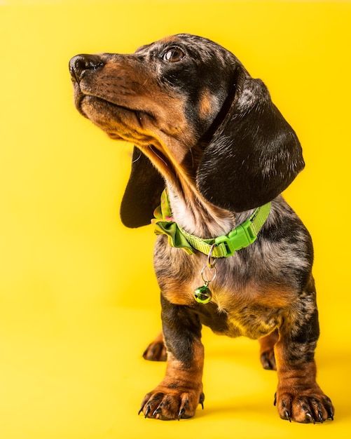 Mascota de cachorro Dachshund sobre fondo amarillo