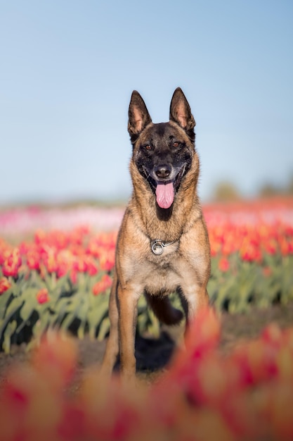 Mascota en campo de tulipanes. Perro corriendo. Perro de raza pastor belga. perro malinois. Perro policía.