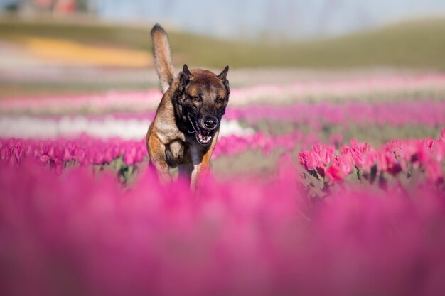 Mascota en campo de tulipanes. Perro corriendo. Perro de raza pastor belga. perro malinois. Perro policía.