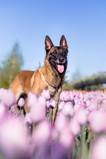 Mascota en campo de tulipanes. Perro corriendo. Perro de raza pastor belga. perro malinois. Perro policía.
