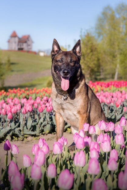 Foto mascota en campo de tulipanes. perro corriendo. perro de raza pastor belga. perro malinois. perro policía.