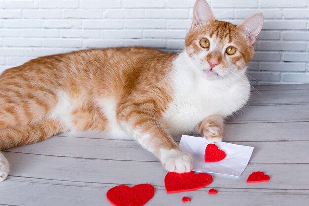 Mascota concepto de día de san valentín gato con cartas de amor