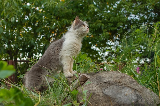 Mascota emocional divirtiéndose al aire libre. Concepto de felicidad para mascotas. Cosecha de retrato de gato de moda. Recortar imagen de cara de gato con ojos hermosos.