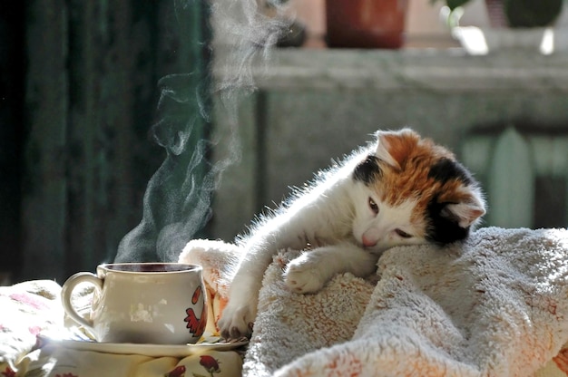 La mascota de la familia se reúne mañana con café en la cama de sus dueños