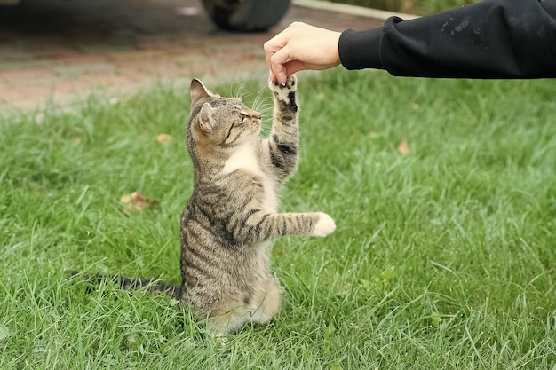 Una mascota de gato exogámica se sienta en la hierba verde, el juego de animales domésticos con la mano humana le da un refugio de animales de vida feliz