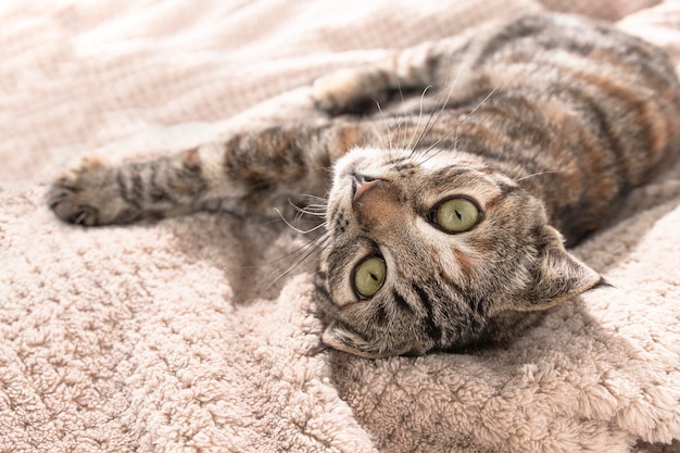 Una mascota con hermosos ojos verdes yace sobre una manta suave y mira atentamente. El gato rayado está jugando.