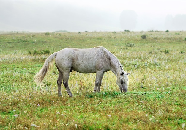 Una mascota en la hierba de la mañana sobre un fondo borroso. Altai, Siberia, Rusia