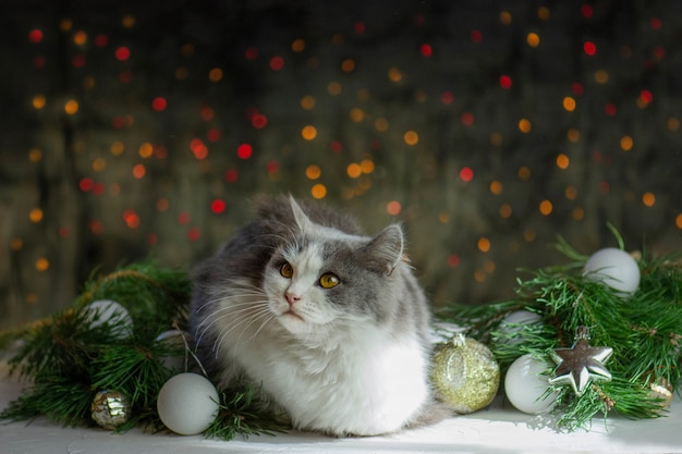 Mascota juega con un juguete de Navidad. Fiestas y celebraciones con mascotas. Mascota en la habitación con árbol de Navidad